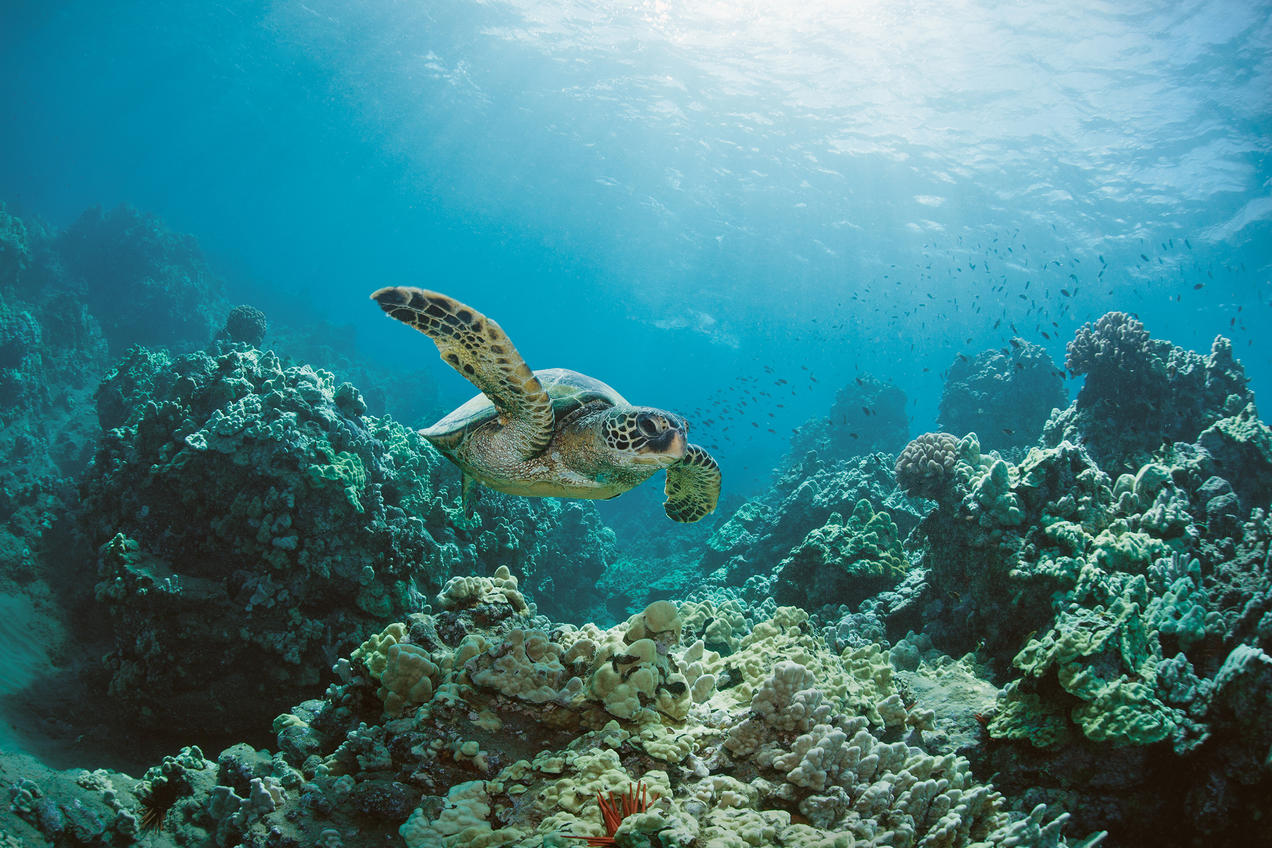 Turtle swimming in the ocean